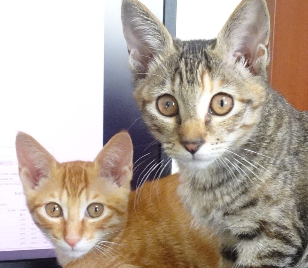 子猫の里親になります。①トップ画像