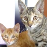 子猫の里親になります。①トップ画像