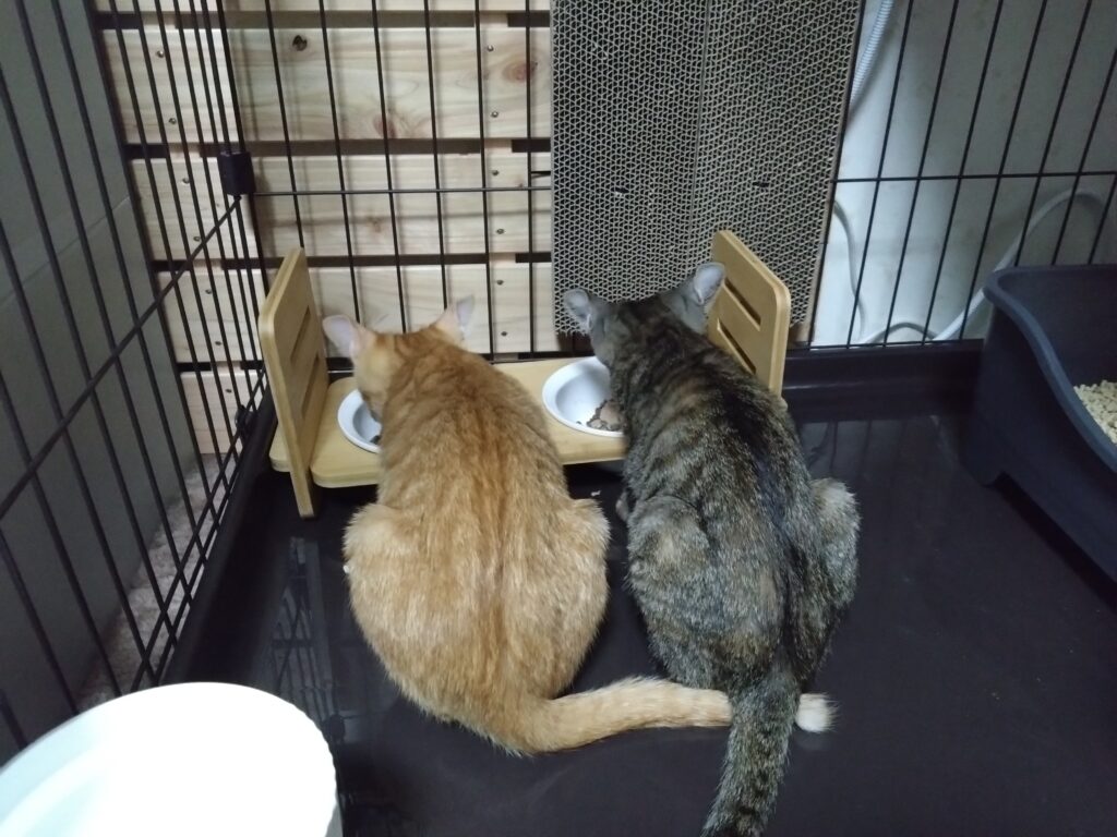 子猫2匹そろってのごはん