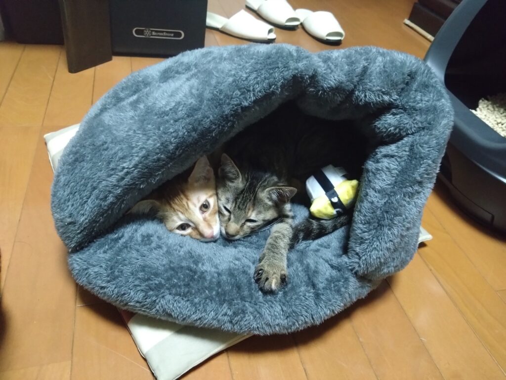 子猫2匹がベッドの中でくつろぐ様子