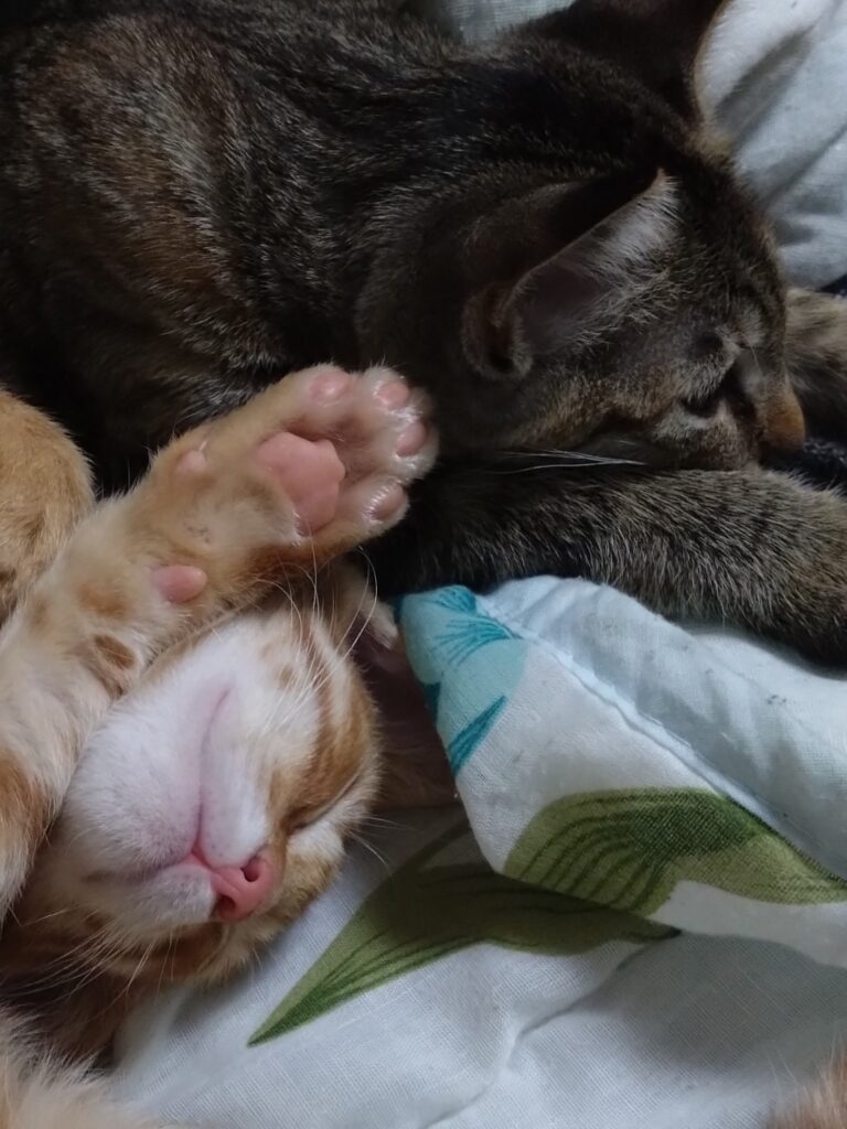 子猫2匹のかわいい様子1