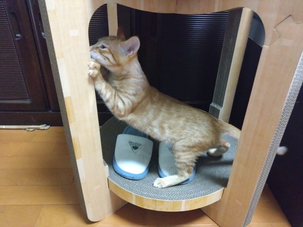 猫壱製品で爪とぎする子猫