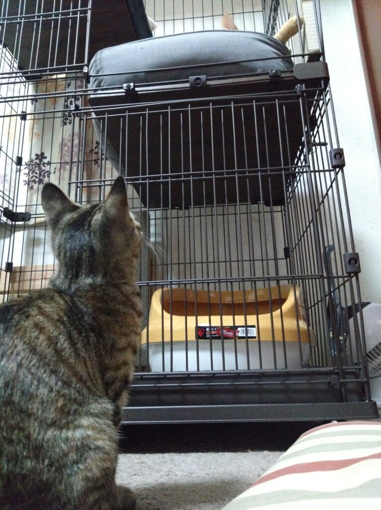 ケージを見上げる子猫