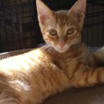 子猫の里親になります。②トップ画像