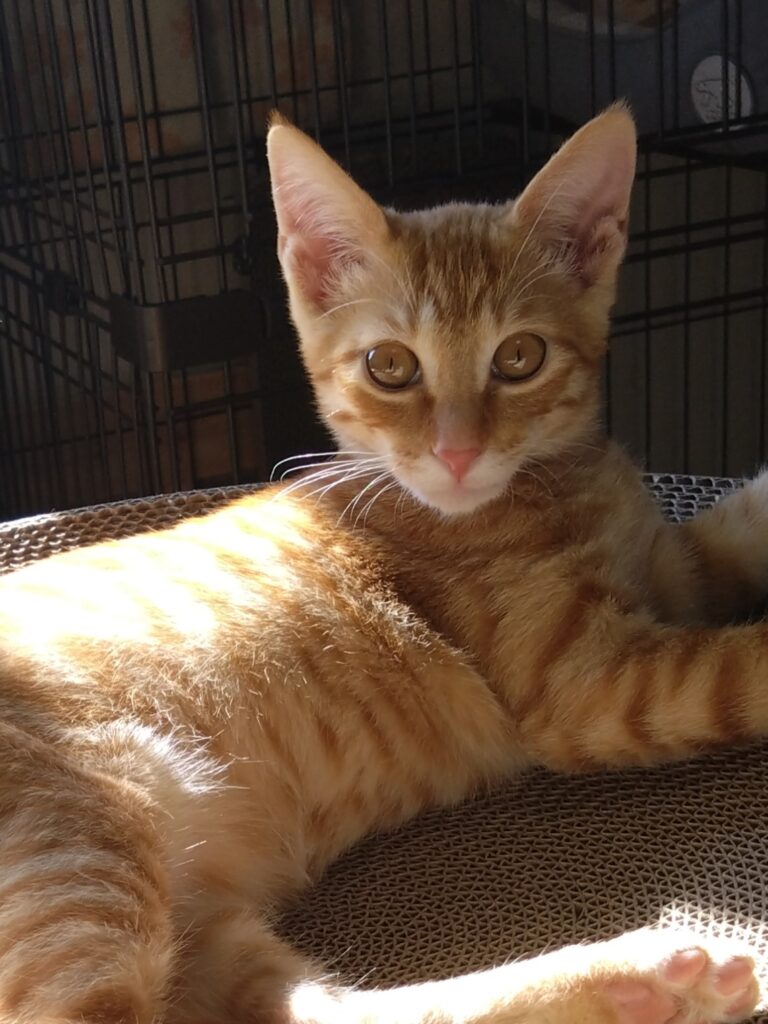 子猫の里親になります。②トップ画像