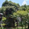 庭の高木の手入れはどうすればよいのか。業者に頼らずに、Amazonで購入した高枝チェーンソーと高枝電動バサミで、剪定、伐採、などの手入れをします。の画像