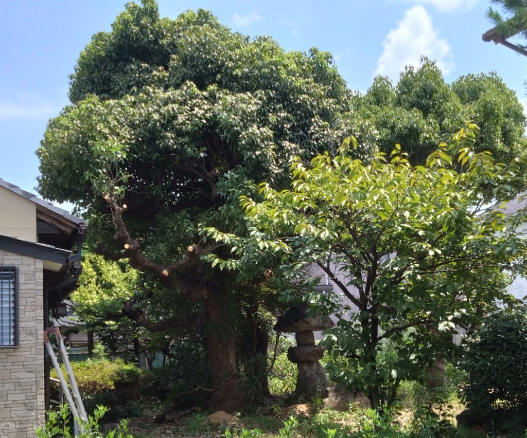 庭の高木の手入れはどうすればよいのか。業者に頼らずに、Amazonで購入した高枝チェーンソーと高枝電動バサミで、剪定、伐採、などの手入れをします。の画像