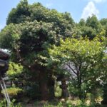 庭の高木の手入れはどうすればよいのか。業者に頼らずに、Amazonで購入した高枝チェーンソーと高枝電動バサミで、剪定、伐採、などの手入れをします。の画像