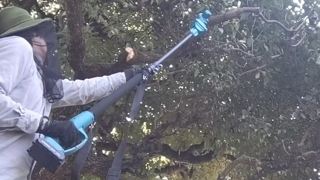 庭の高木の手入れはどうすればよいのか。業者に頼らずに、Amazonで購入した高枝チェーンソーと高枝電動バサミで、剪定、伐採、などの手入れをします。の画像