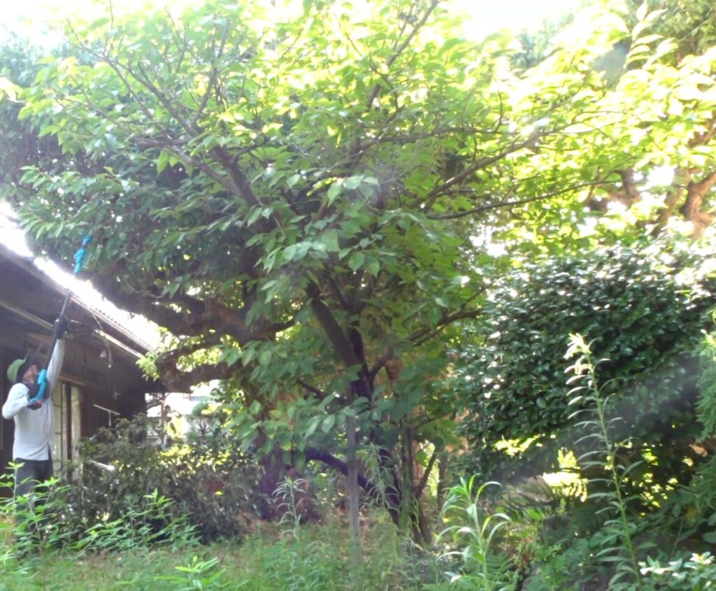 庭の高木の手入れはどうすればよいのか。業者に頼らずに、Amazonで購入した高枝チェーンソーと高枝電動バサミで、剪定、伐採、などの手入れをします。の画像