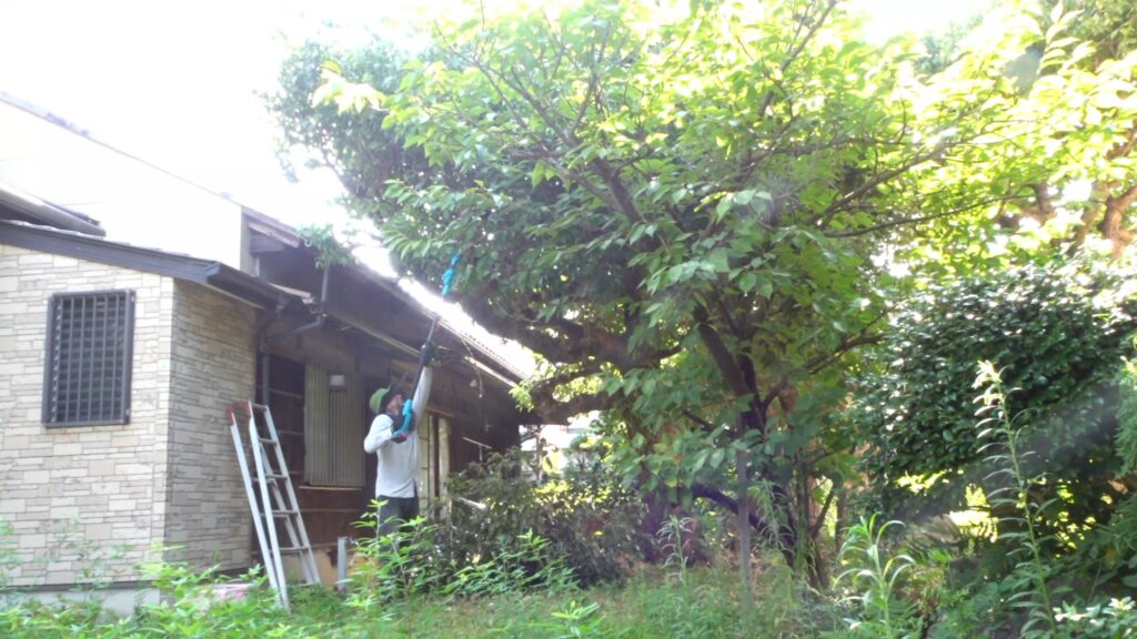 庭の高木の手入れはどうすればよいのか。業者に頼らずに、Amazonで購入した高枝チェーンソーと高枝電動バサミで、剪定、伐採、などの手入れをします。の画像