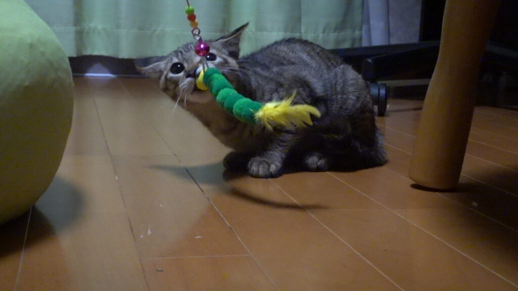 かわいい猫画像と必要なお世話道具と共にゆるーく、振り返ります。猫と一緒に生活して初心者が経験して感じたこと。(物品編其の壱)の画像