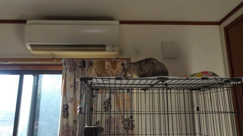 かわいい猫画像と必要なお世話道具と共にゆるーく、振り返ります。猫と一緒に生活して初心者が経験して感じたこと。(物品編其の壱)の画像