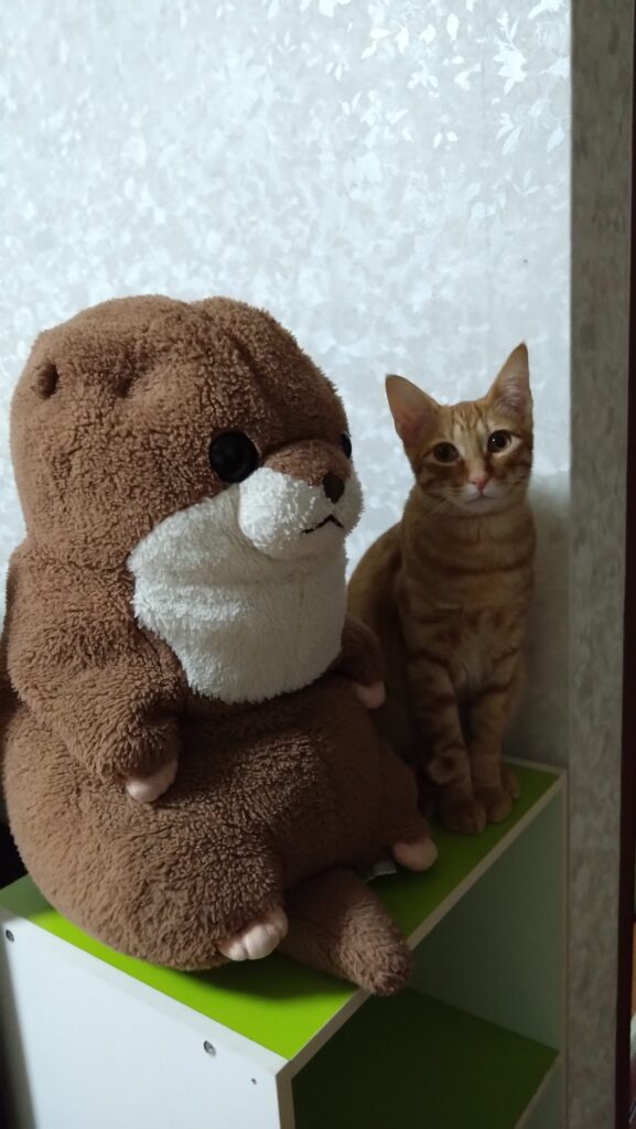 かわいい猫画像と必要なお世話道具と共にゆるーく、振り返ります。猫と一緒に生活して初心者が経験して感じたこと。(物品編其の壱)の画像