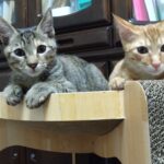 かわいい猫画像と必要なお世話道具と共にゆるーく、振り返ります。猫と一緒に生活して初心者が経験して感じたこと。（物品編其の壱）の画像