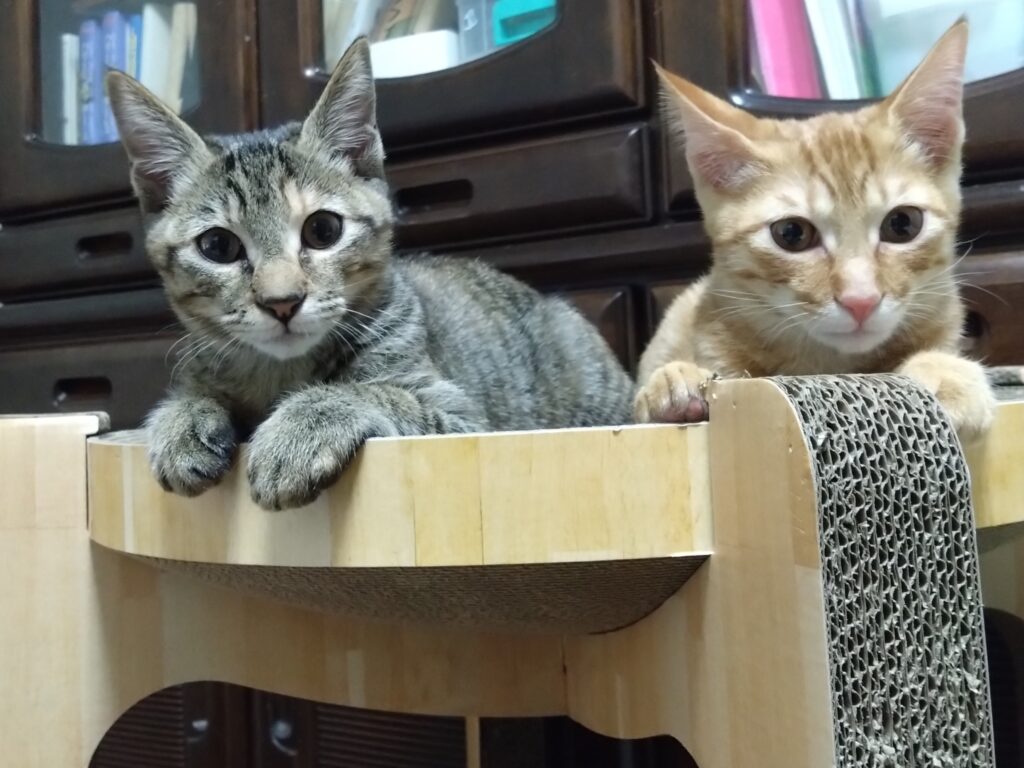 かわいい猫画像と必要なお世話道具と共にゆるーく、振り返ります。猫と一緒に生活して初心者が経験して感じたこと。(物品編其の壱)の画像