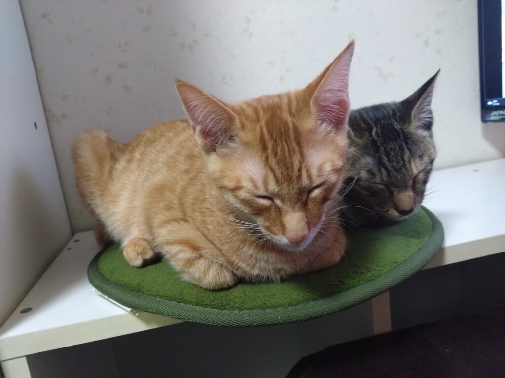 かわいい猫画像と必要なお世話道具と共にゆるーく、振り返ります。猫と一緒に生活して初心者が経験して感じたこと。(物品編其の壱)の画像