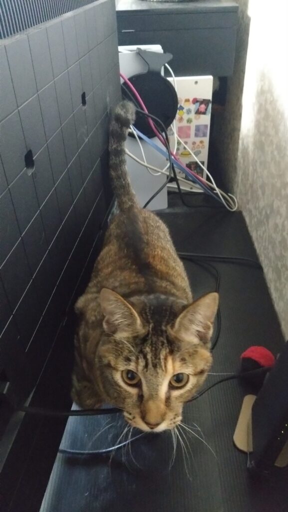 かわいい猫画像と必要なお世話道具と共にゆるーく、振り返ります。猫と一緒に生活して初心者が経験して感じたこと。(物品編其の壱)の画像