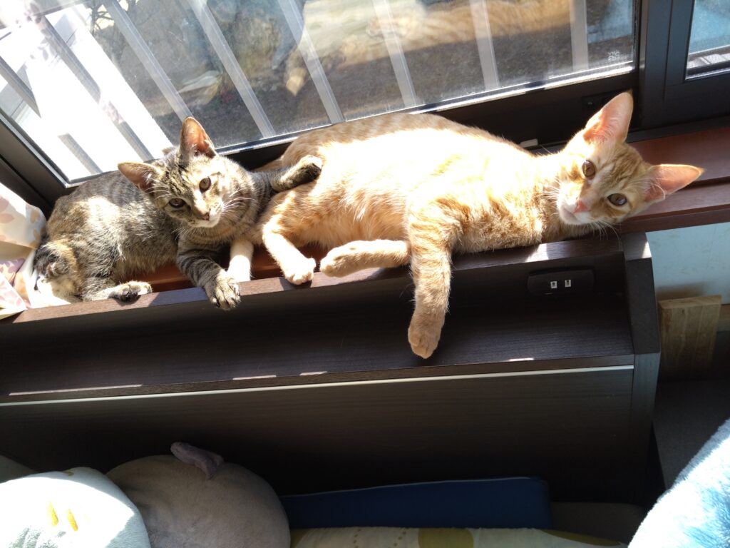 かわいい猫画像と必要なお世話道具と共にゆるーく、振り返ります。猫と一緒に生活して初心者が経験して感じたこと。(物品編其の壱)の画像