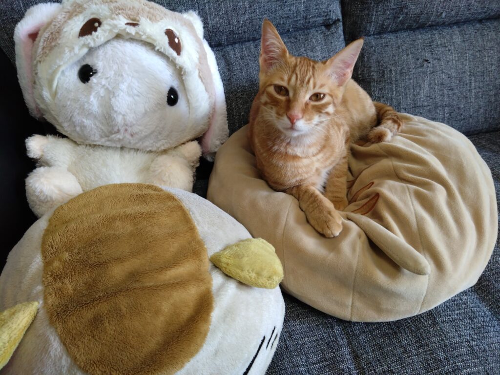 かわいい猫画像と必要なお世話道具と共にゆるーく、振り返ります。猫と一緒に生活して初心者が経験して感じたこと。(物品編其の壱)の画像