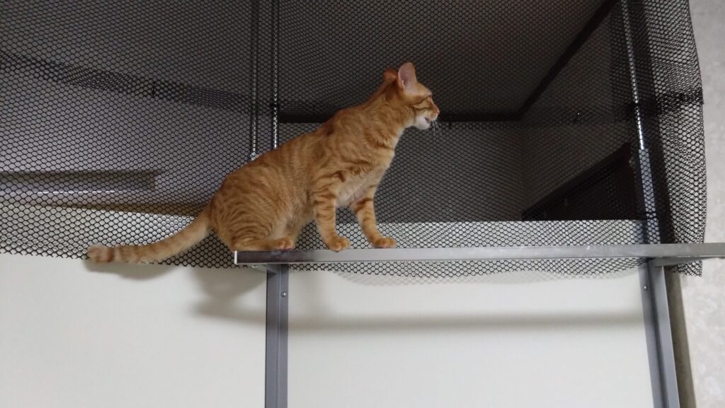 かわいい猫画像と必要なお世話道具と共にゆるーく、振り返ります。猫と一緒に生活して初心者が経験して感じたこと。(物品編其の壱)の画像