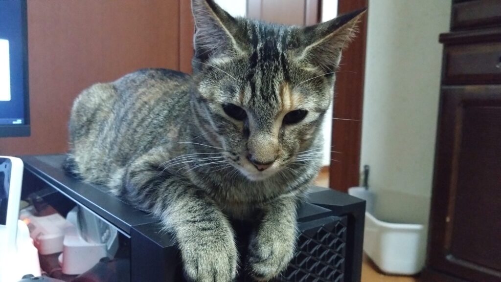 かわいい猫画像と必要なお世話道具と共にゆるーく、振り返ります。猫と一緒に生活して初心者が経験して感じたこと。(物品編其の壱)の画像