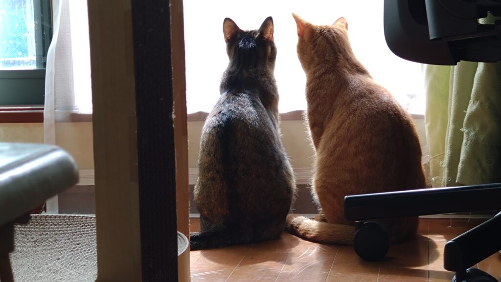 かわいい猫画像と必要なお世話道具と共にゆるーく、振り返ります。猫と一緒に生活して初心者が経験して感じたこと。(物品編其の壱)の画像