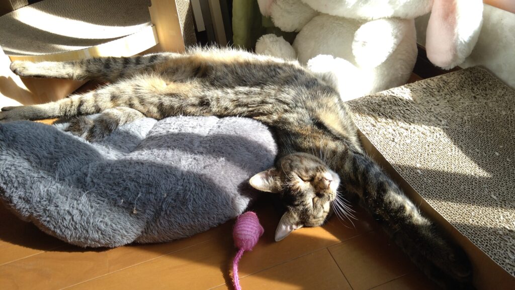 かわいい猫画像と必要なお世話道具と共にゆるーく、振り返ります。猫と一緒に生活して初心者が経験して感じたこと。(物品編其の壱)の画像