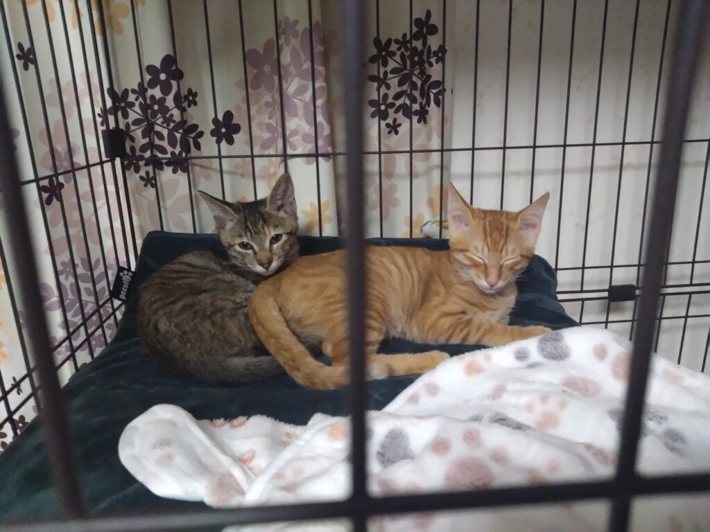 かわいい猫画像と必要なお世話道具と共にゆるーく、振り返ります。猫と一緒に生活して初心者が経験して感じたこと。(物品編其の壱)の画像