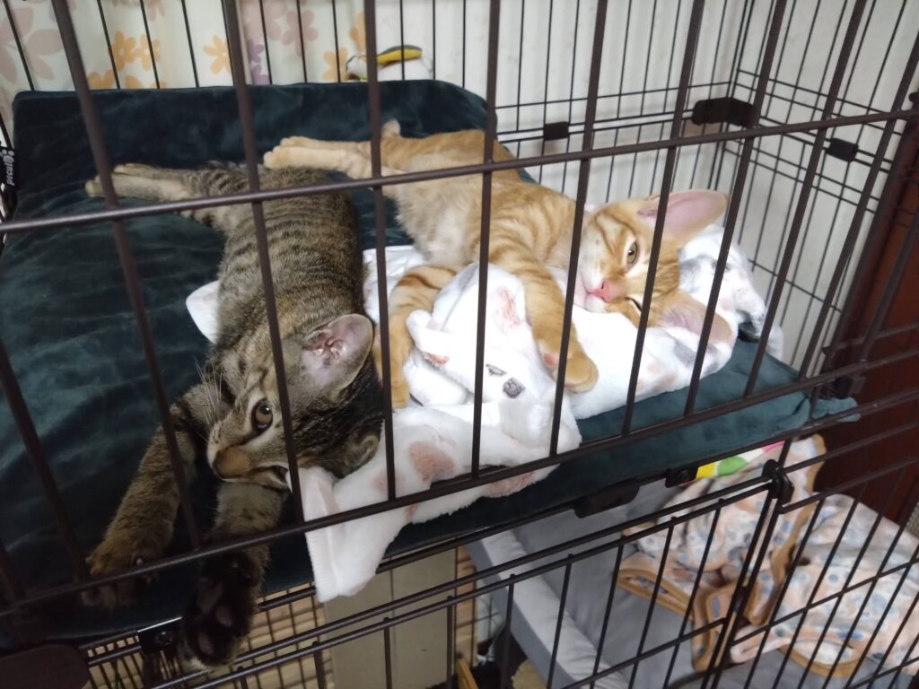 かわいい猫画像と必要なお世話道具と共にゆるーく、振り返ります。猫と一緒に生活して初心者が経験して感じたこと。(物品編其の壱)の画像