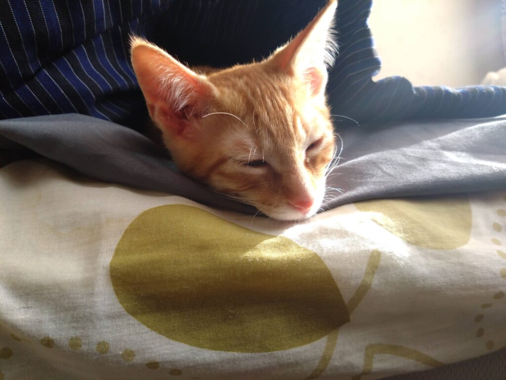 かわいい猫画像と必要なお世話道具と共にゆるーく、振り返ります。猫と一緒に生活して初心者が経験して感じたこと。(物品編其の壱)の画像