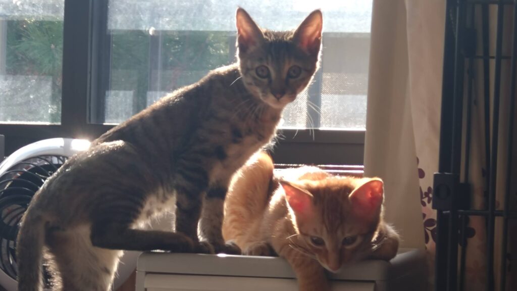 かわいい猫画像と必要なお世話道具と共にゆるーく、振り返ります。猫と一緒に生活して初心者が経験して感じたこと。(物品編其の壱)の画像