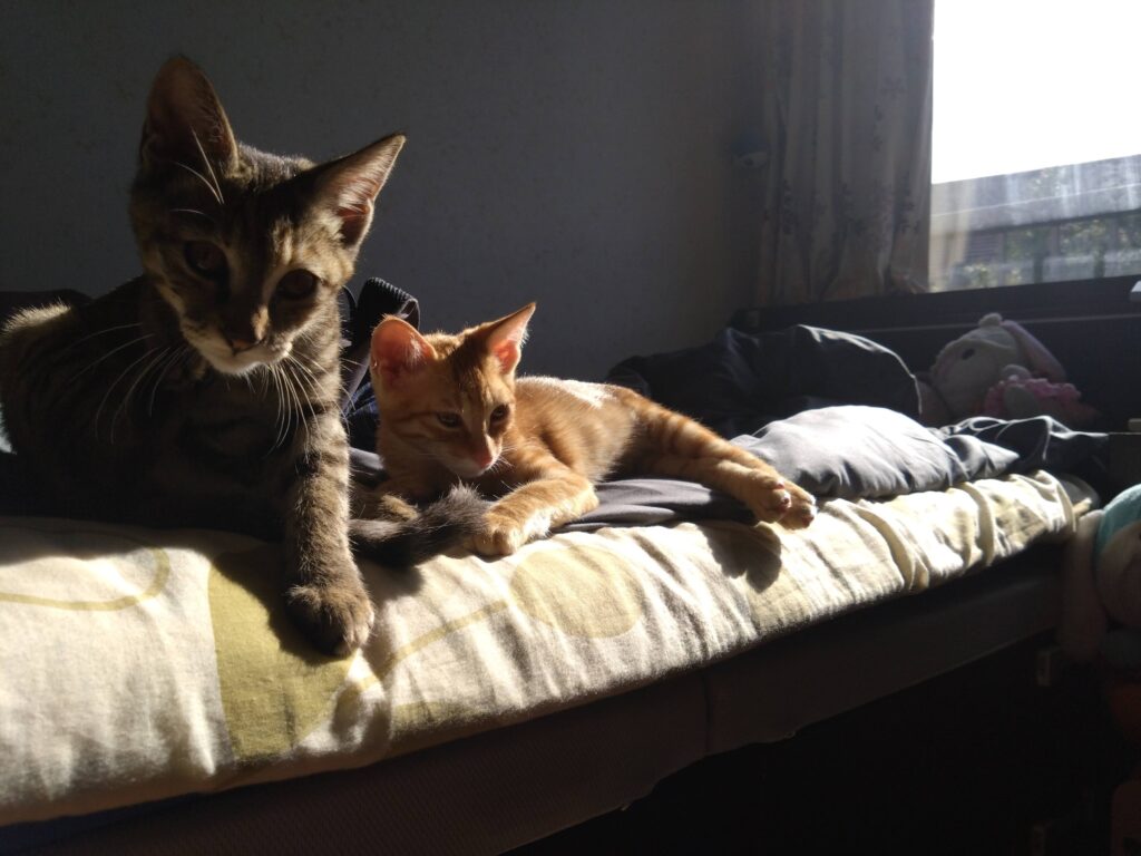 かわいい猫画像と必要なお世話道具と共にゆるーく、振り返ります。猫と一緒に生活して初心者が経験して感じたこと。(物品編其の壱)の画像