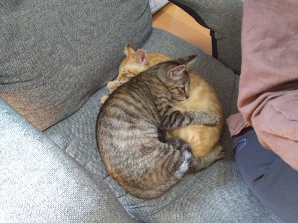 かわいい猫画像と必要なお世話道具と共にゆるーく、振り返ります。猫と一緒に生活して初心者が経験して感じたこと。(物品編其の壱)の画像