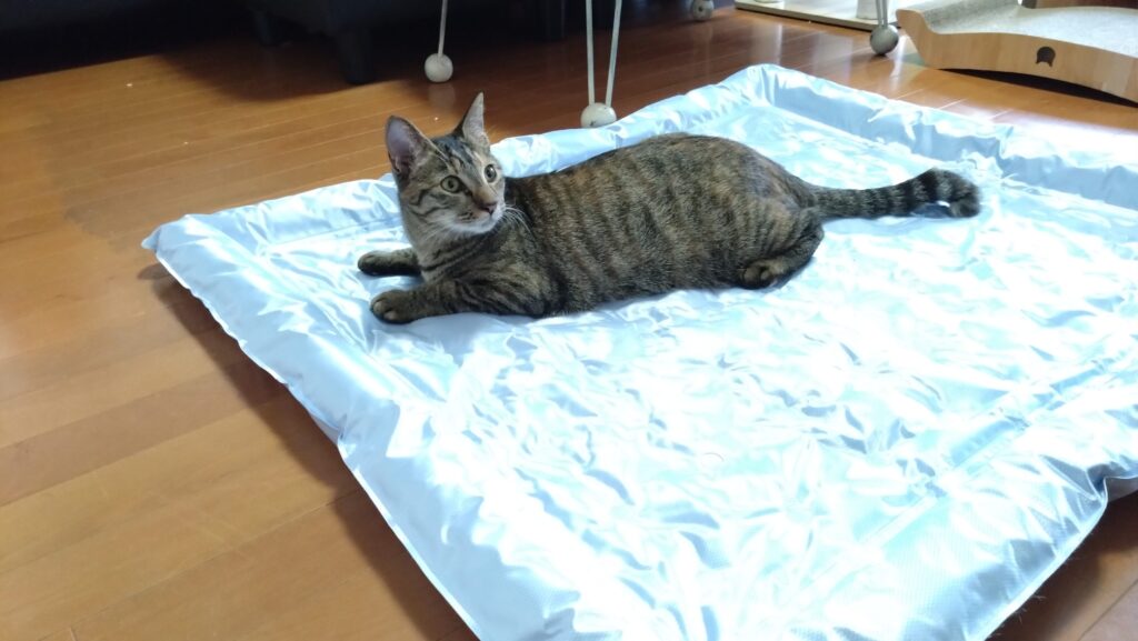 かわいい猫画像と必要なお世話道具と共にゆるーく、振り返ります。猫と一緒に生活して初心者が経験して感じたこと。(物品編其の壱)の画像