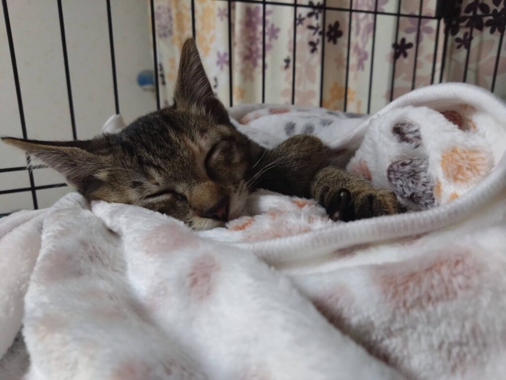 かわいい猫画像と必要なお世話道具と共にゆるーく、振り返ります。猫と一緒に生活して初心者が経験して感じたこと。(物品編其の壱)の画像