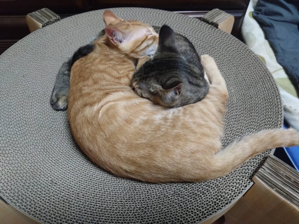 かわいい猫画像と必要なお世話道具と共にゆるーく、振り返ります。猫と一緒に生活して初心者が経験して感じたこと。(物品編其の壱)の画像