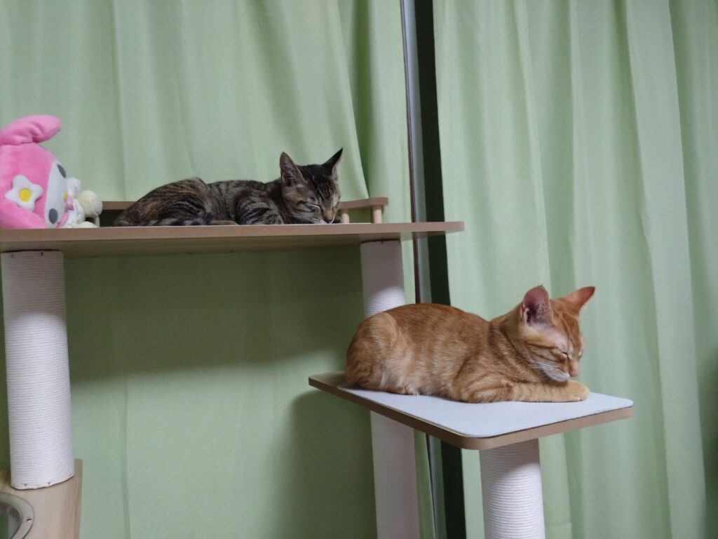 かわいい猫画像と必要なお世話道具と共にゆるーく、振り返ります。猫と一緒に生活して初心者が経験して感じたこと。(物品編其の壱)の画像