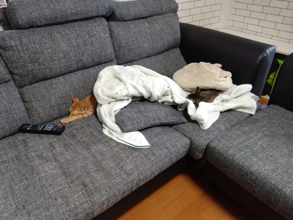 かわいい猫画像と必要なお世話道具と共にゆるーく、振り返ります。猫と一緒に生活して初心者が経験して感じたこと。(物品編其の壱)の画像