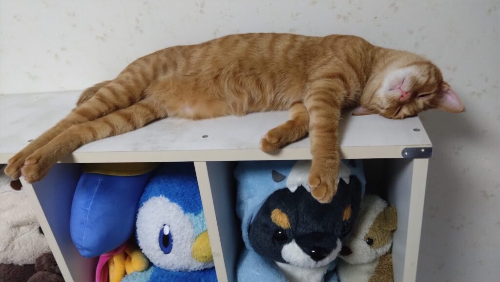 かわいい猫画像と必要なお世話道具と共にゆるーく、振り返ります。猫と一緒に生活して初心者が経験して感じたこと。(物品編其の壱)の画像