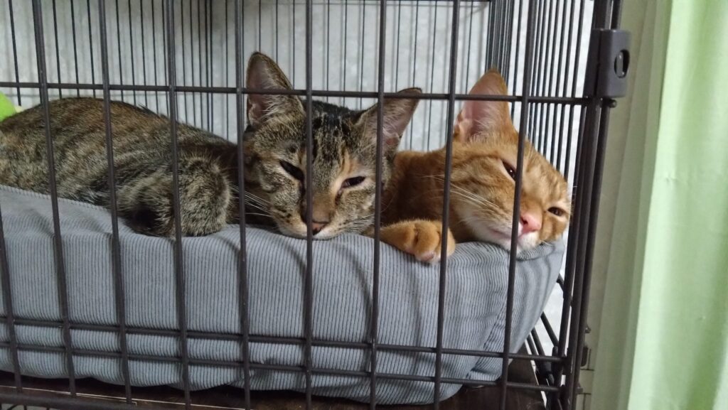 かわいい猫画像と必要なお世話道具と共にゆるーく、振り返ります。猫と一緒に生活して初心者が経験して感じたこと。(物品編其の壱)の画像