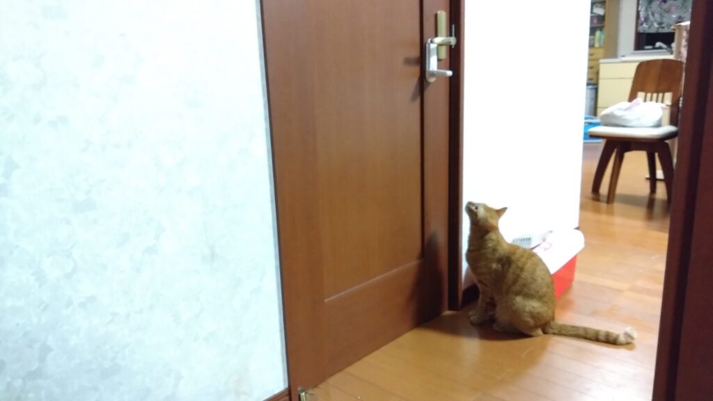 愛猫達が、扉を開けてしまいます。それ、ドアノブを縦に取り付ければ防げるかも!の画像