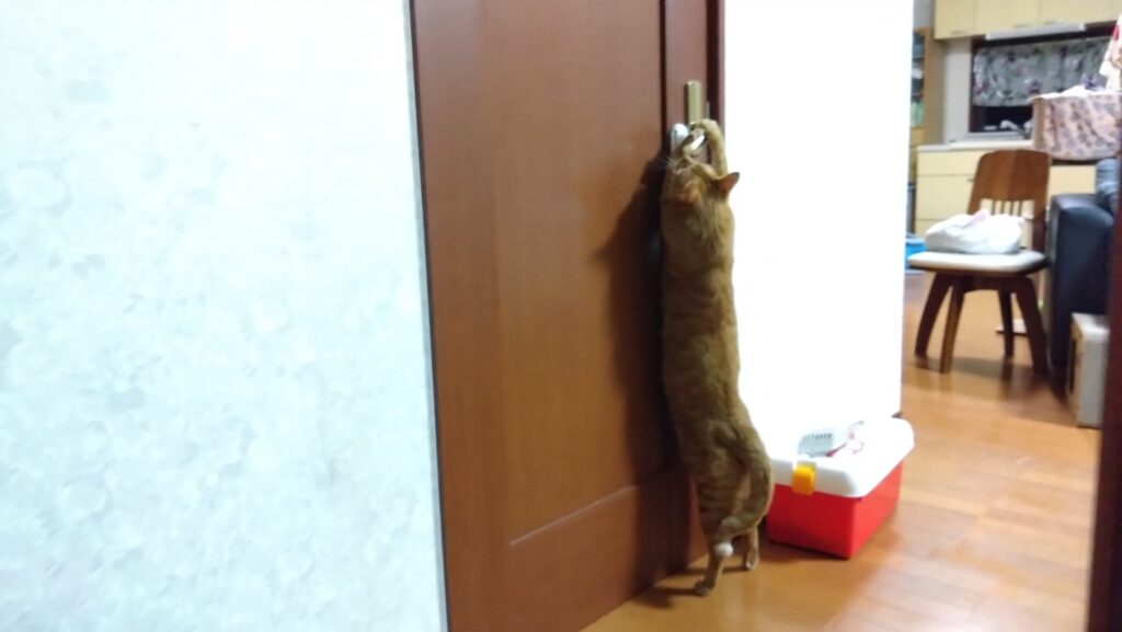 愛猫達が、扉を開けてしまいます。それ、ドアノブを縦に取り付ければ防げるかも!の画像
