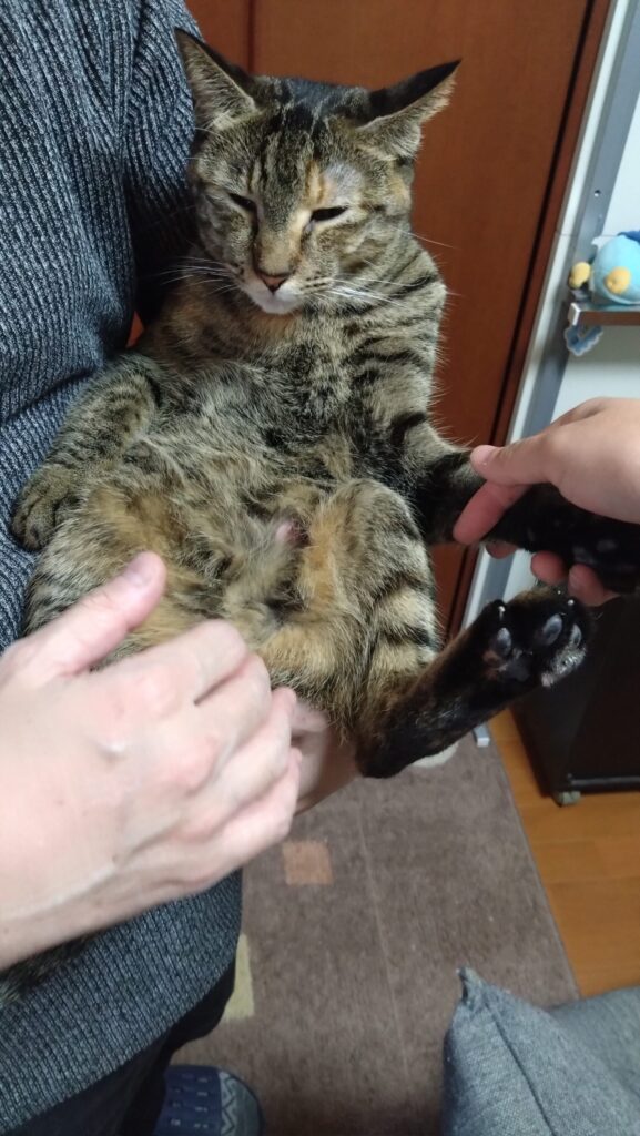 愛猫がケガをした?!大慌てして初めての動物病院に行ってきましたの画像