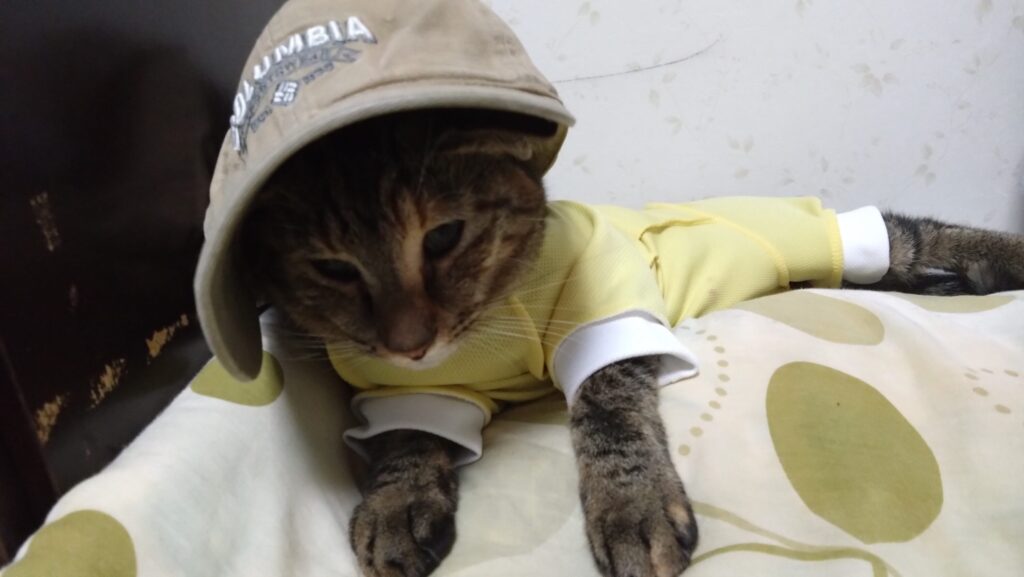 愛猫がケガをした?!大慌てして初めての動物病院に行ってきました。その様子と経過について、前編ですの画像