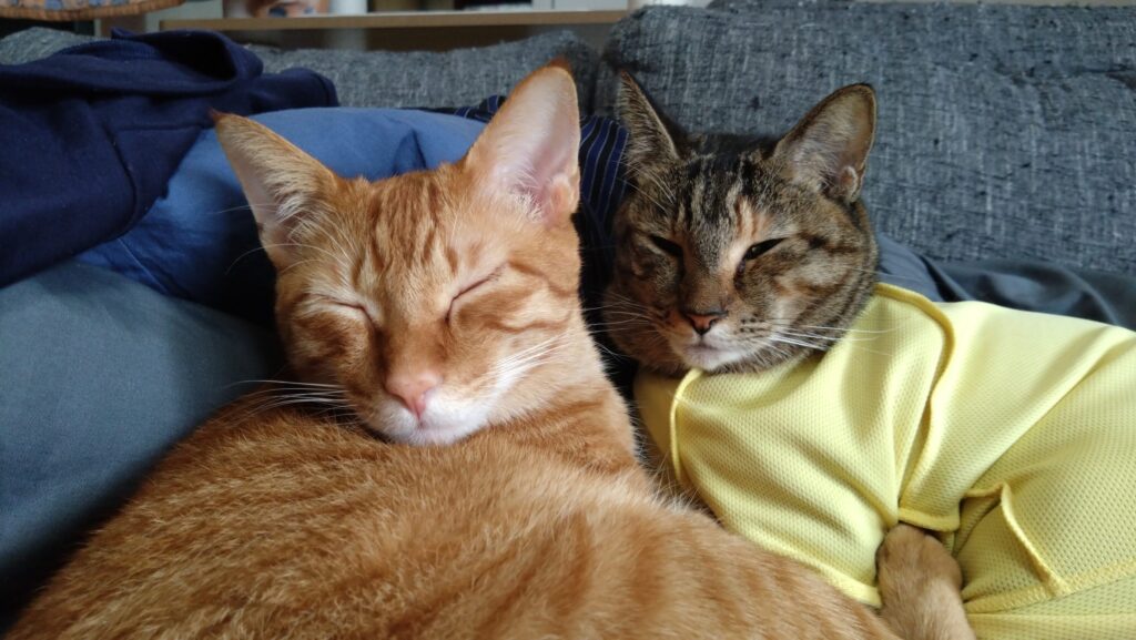 愛猫がケガをした?!大慌てして初めての動物病院に行ってきました。その様子と経過について、前編ですの画像