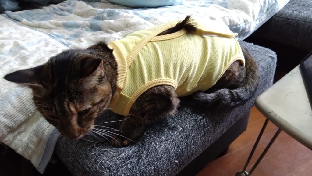 愛猫がケガをした？！大慌てして初めての動物病院に行ってきました。エリザベスウェアを脱いで大脱走の後編ですの画像