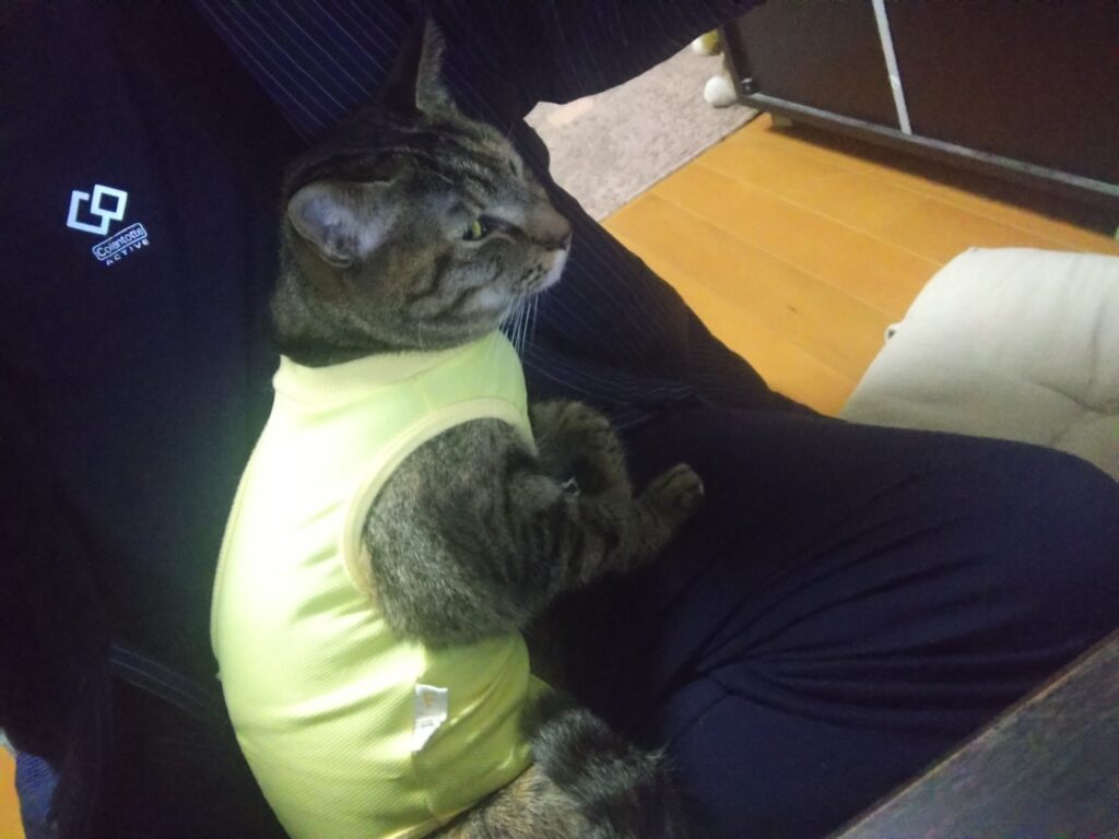 愛猫がケガをした?!大慌てして初めての動物病院に行ってきました。その様子と経過について、中編です。の画像