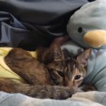 愛猫がケガをした？！大慌てして初めての動物病院に行ってきました。その様子と経過について、中編です。の画像