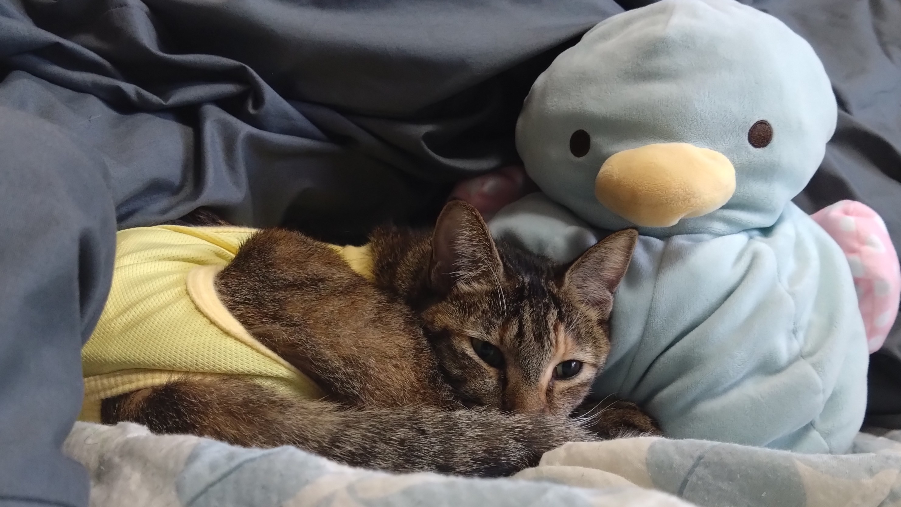 愛猫がケガをした？！大慌てして初めての動物病院に行ってきました。その様子と経過について、中編です。の画像